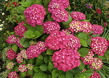 Hydrangea macrophylla