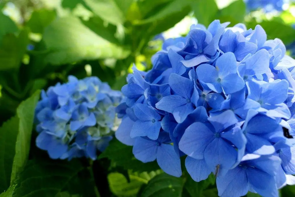 Hydrangea macrophylla