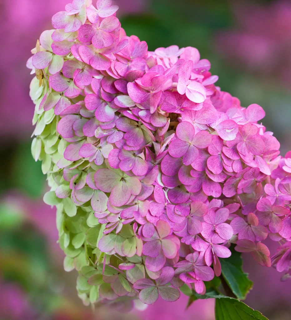 Hydrangea paniculata