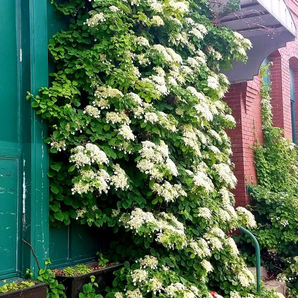 Hydrangea petiolaris