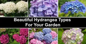 Hydrangeas