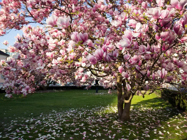 Magnolia Trees