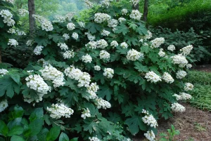 Oakleaf Hydrangea