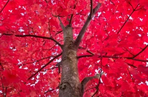 October Glory Maple Tree