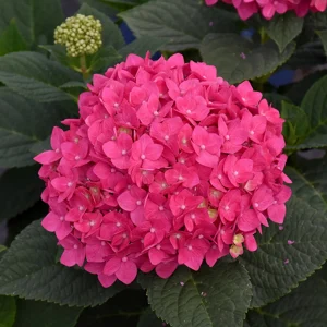 Pink Hydrangea