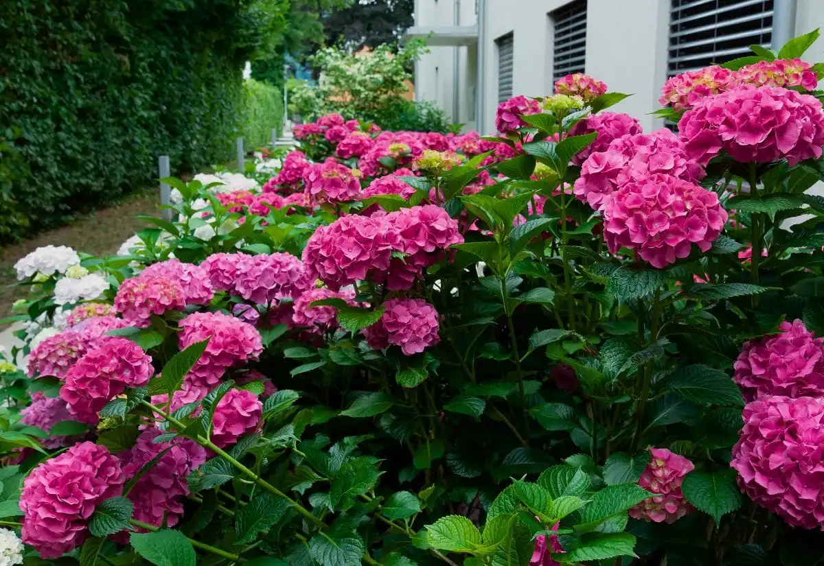 pink hydrangea