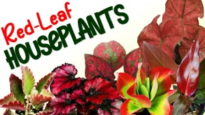 Red Leaf Plants