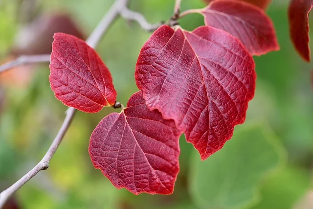 Red Leaf Plants