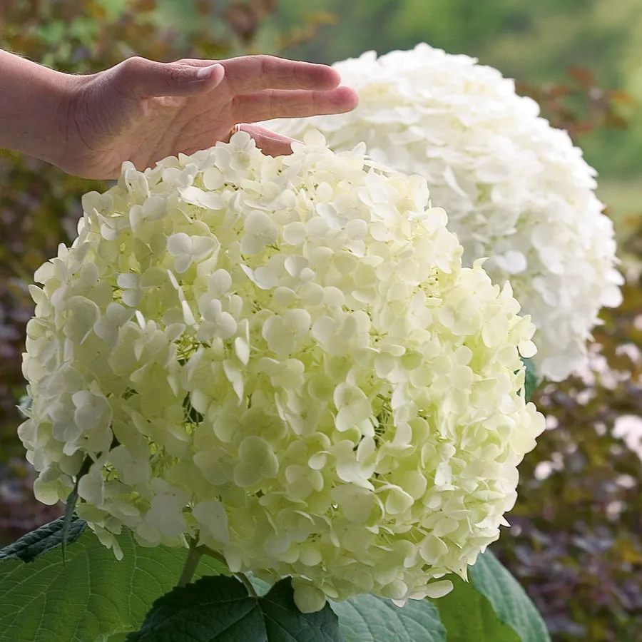 Smooth Hydrangea