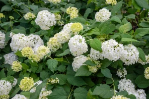 Smooth Hydrangea