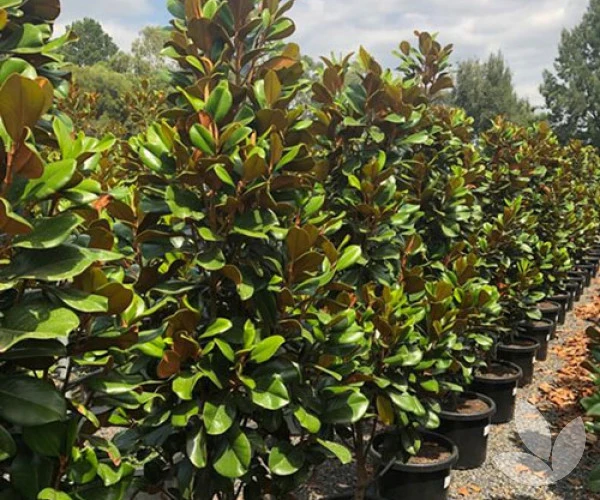 Teddy bear magnolia trees