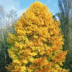 Tulip Poplar in Bloom