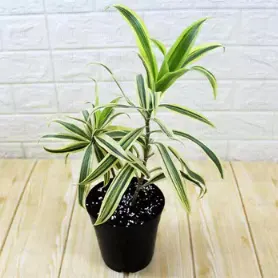 Dracaena