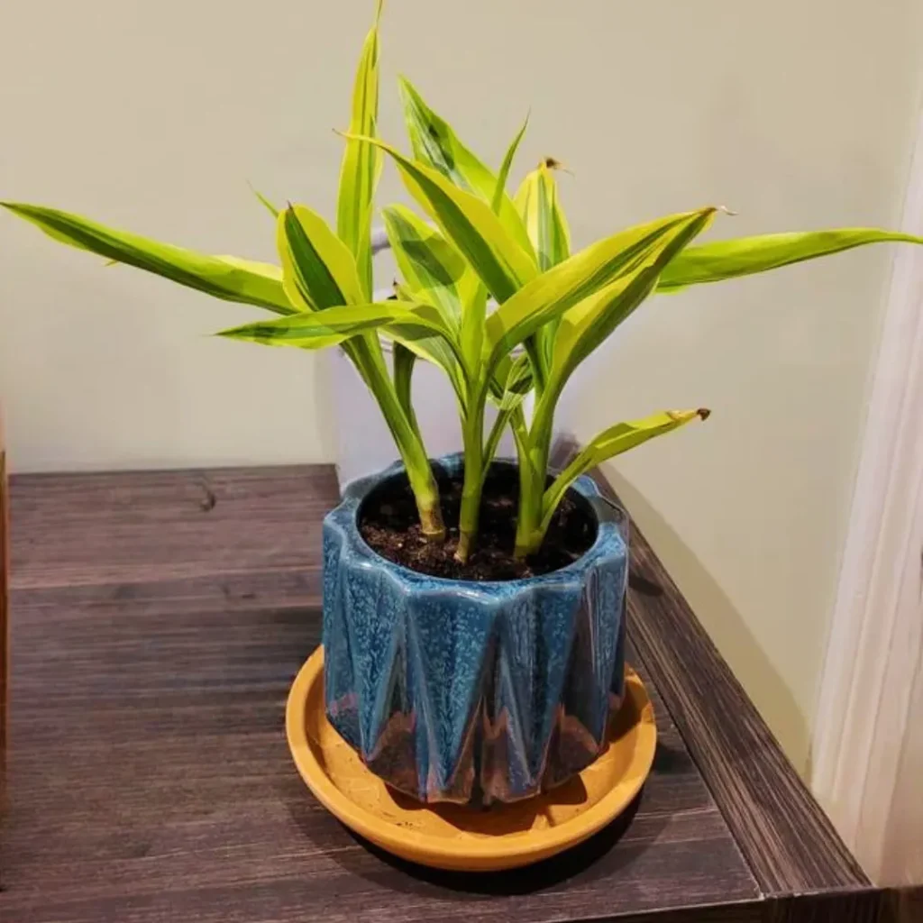 Dracaena