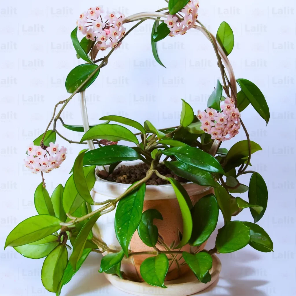 Hoya plants 