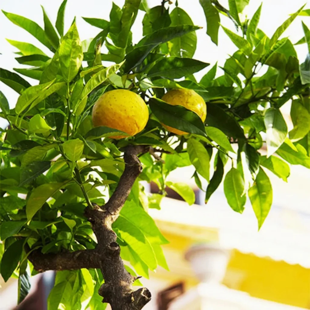 lemon tree