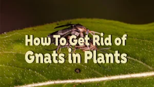 Plant gnats