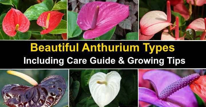 anthurium flower varieties