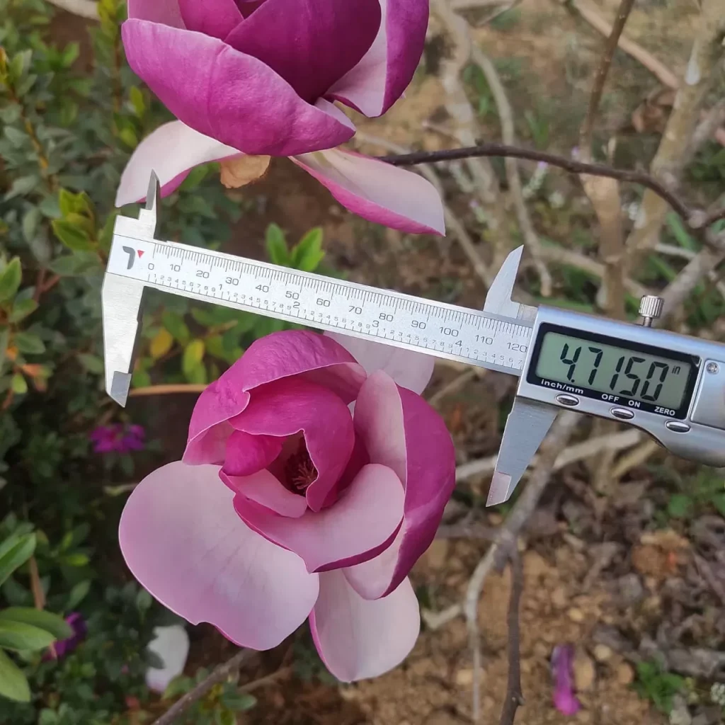 A vibrant Tulip Leaves Tree with colorful tulips such as Tulipa Angelique and Tulipa Monsella blooming underneath.