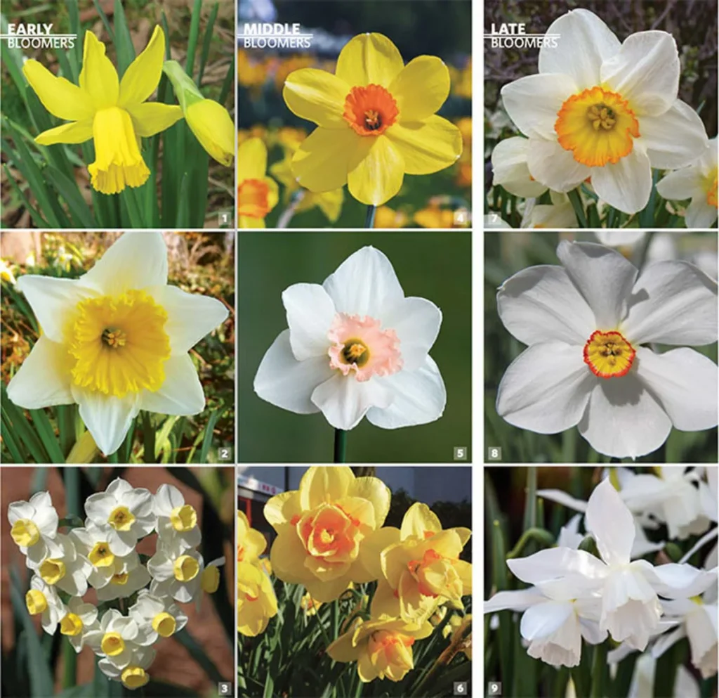 daffodil bulbs 