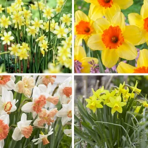 daffodil bulbs