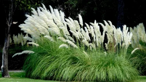 pampas grass