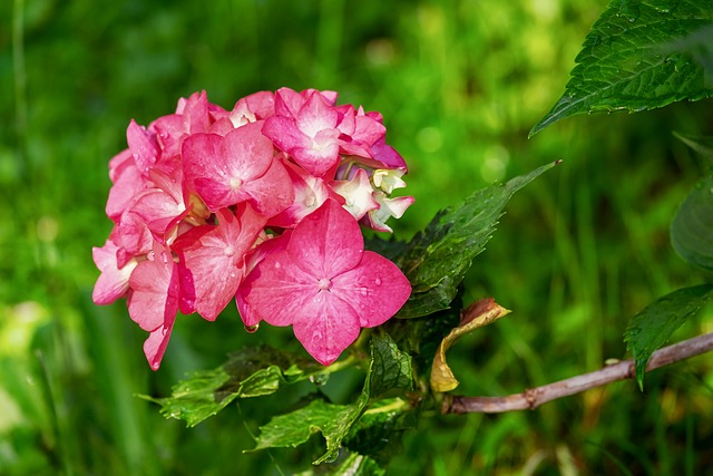 Hydrangea