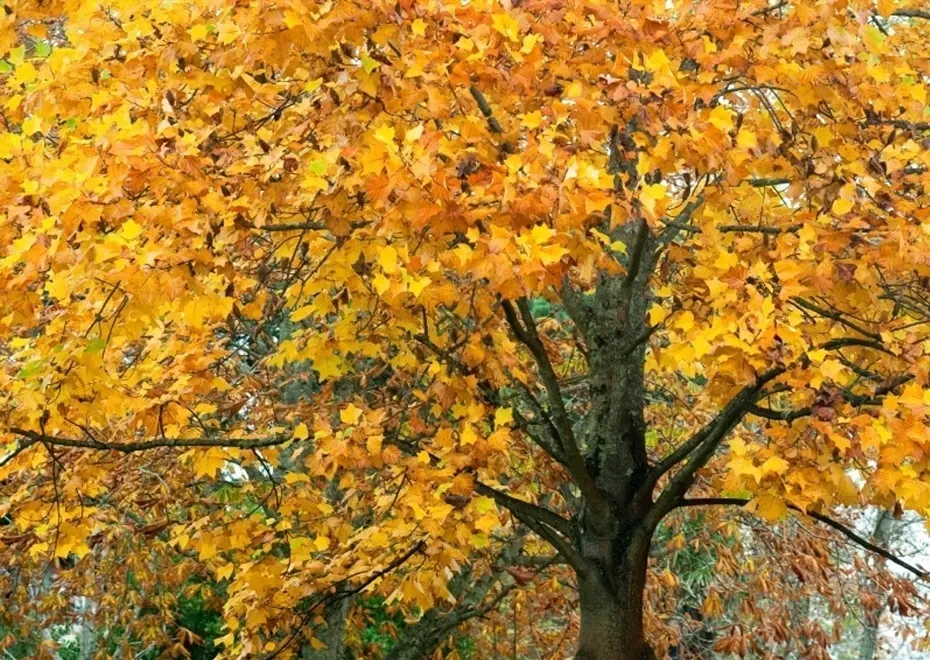 Tulip Poplar in Bloom