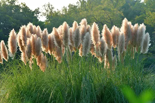 pampas grass