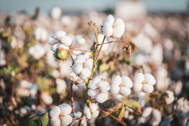 cotton ball flowers