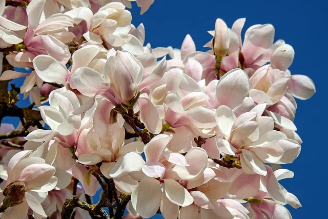 magnolia trees