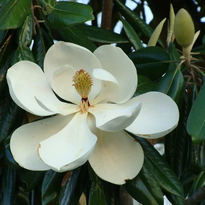 Teddy bear magnolia trees