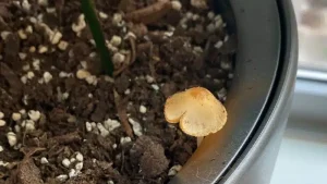 mushroom growing in a potted plant