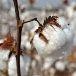 cotton ball flowers