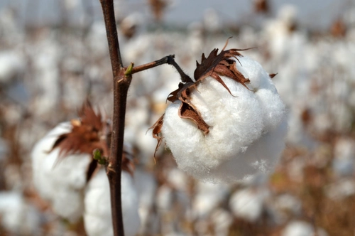 cotton ball flowers