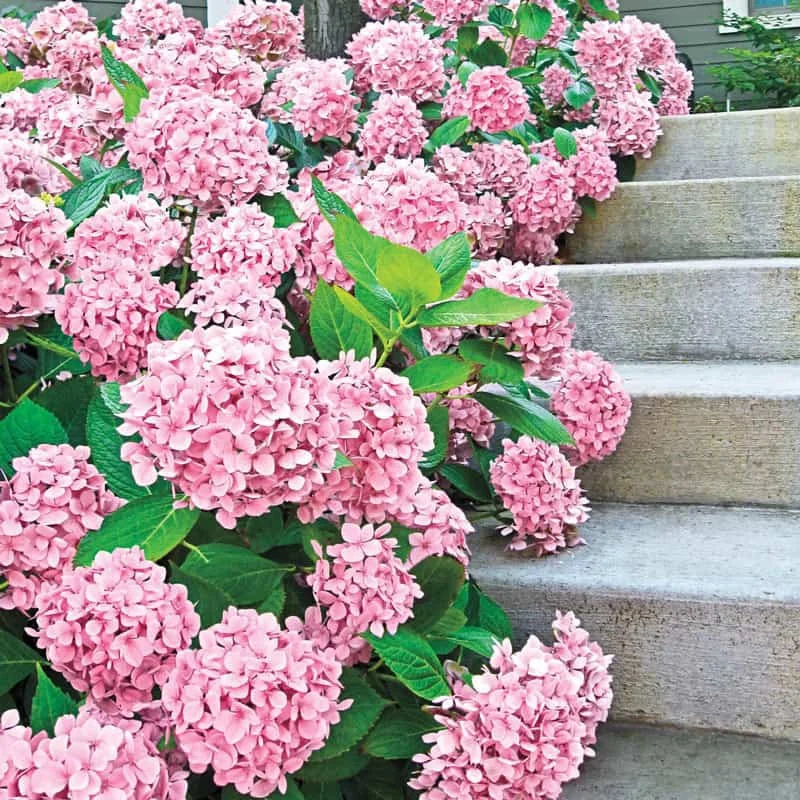 pink hydrangea