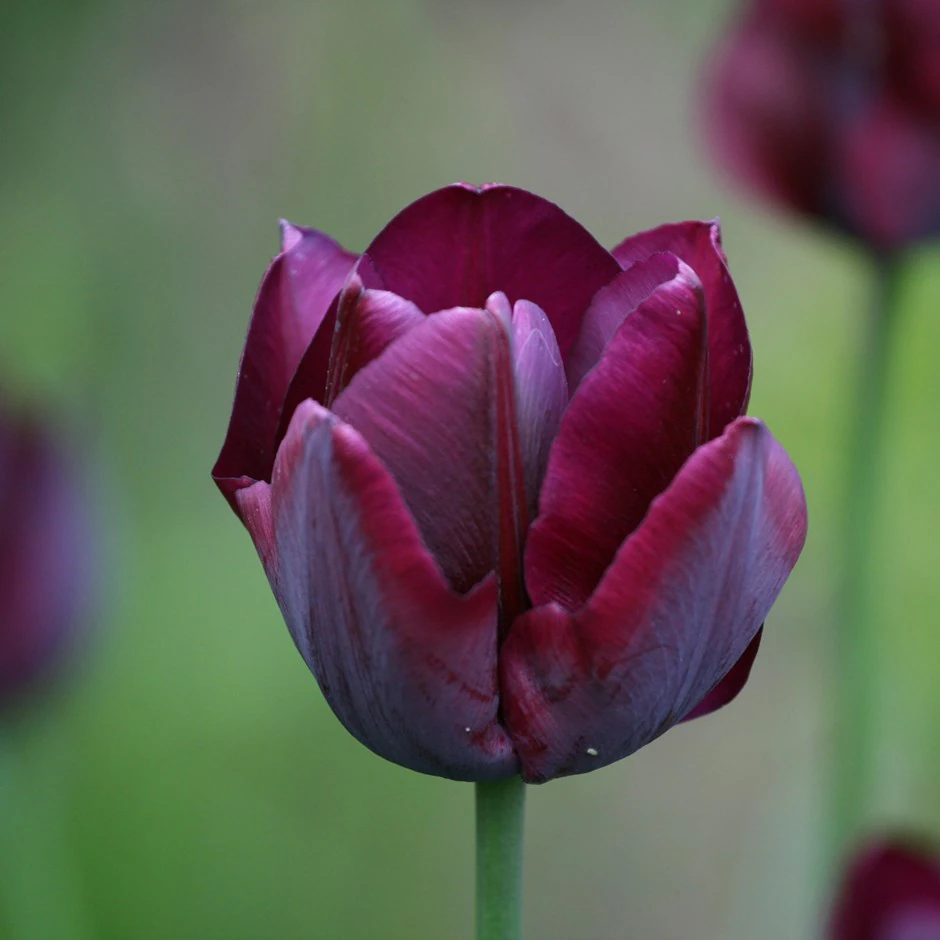 A blooming Tulipa Ronaldo tulip surrounded by green foliage, symbolizing the beauty of spring