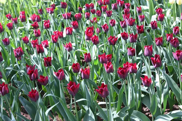 A blooming Tulipa Ronaldo tulip surrounded by green foliage, symbolizing the beauty of spring.