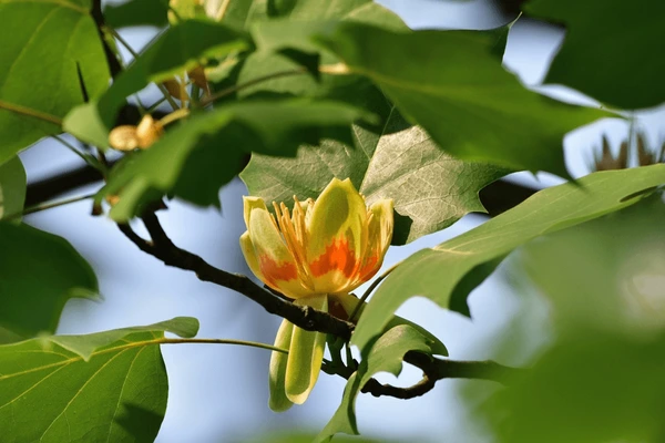  A vibrant spring garden filled with blooming Tulipa Saxatilis, Tulip Foliage, and a Chinese Tulip Tree in the background.