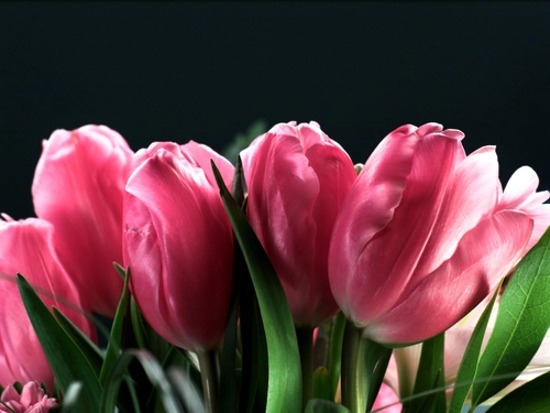 A group of blooming pink tulips with lush green leaves, showcasing the beauty of spring