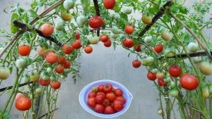 what not to plant with tomatoes