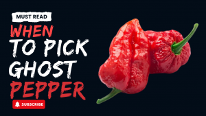 when to pick ghost pepper