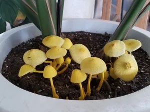 yellow mushrooms grow in your potted plant