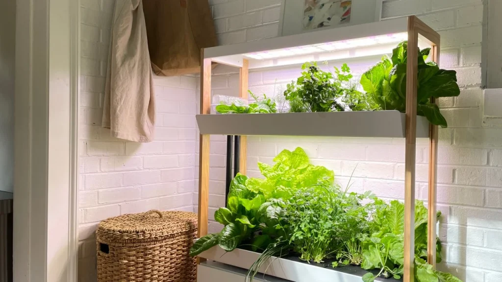 thriving indoor hydroponic garden filled with lush greens and herbs