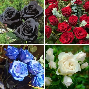 Rose Varieties