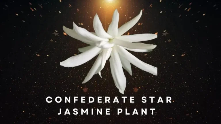 Confederate Star Jasmine Plant