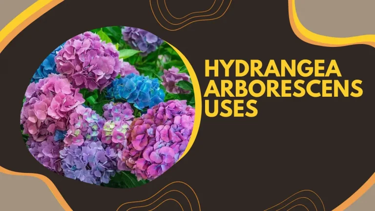 Hydrangea Arborescens Uses