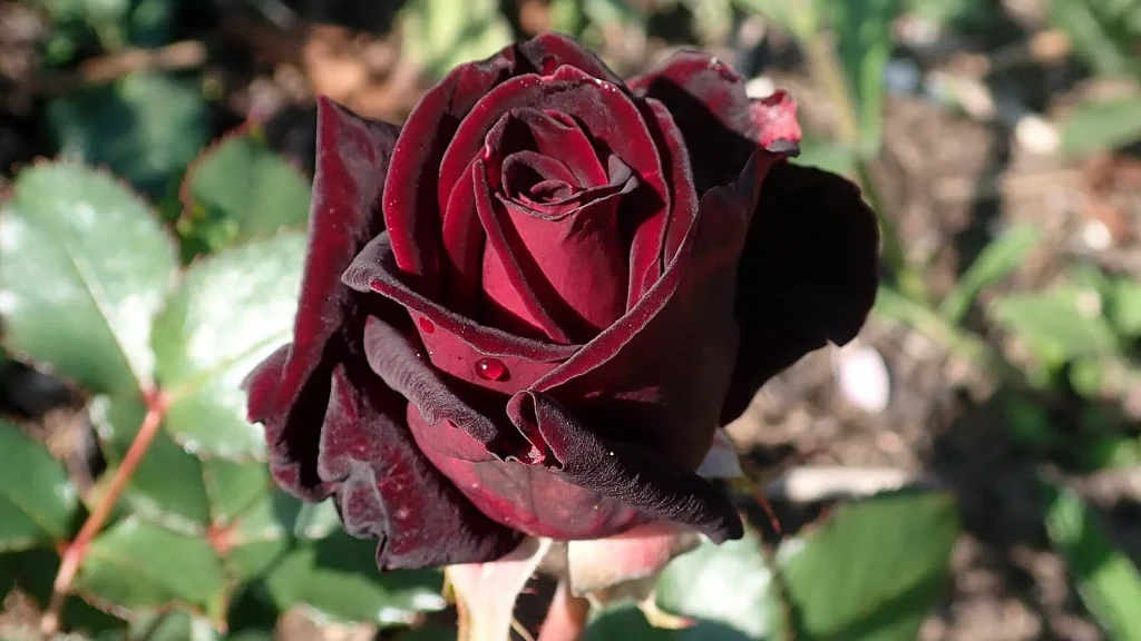 Rose Varieties "Baccara Rose"